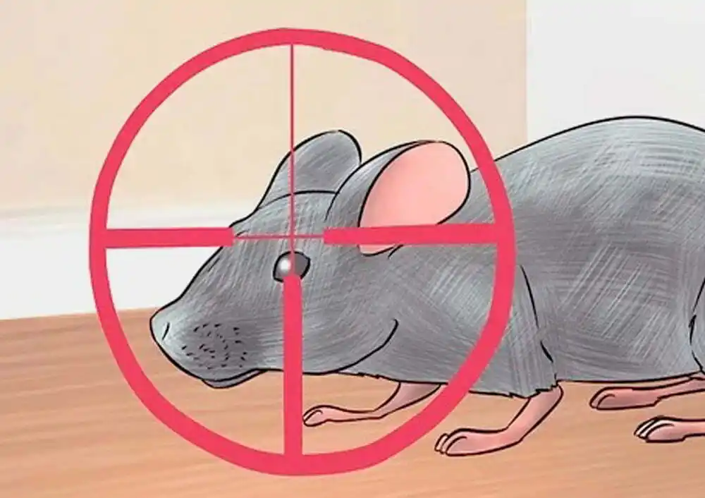 Mata Ratonero COMO PUEDES ELIMINAR LOS RATONES EN UN ABRIR Y CERRAR DE OJOS – Salud ...